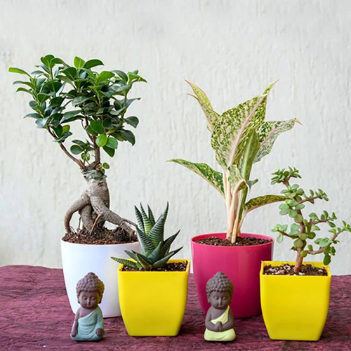 Welcome To Saini Nursery